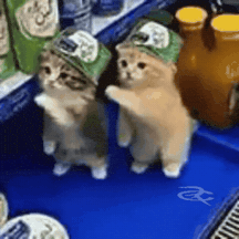 Dance Cat GIF by Respective