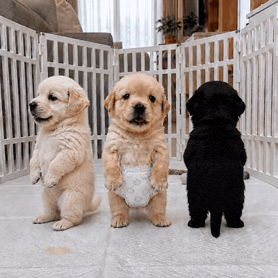 Golden Retriever Dance GIF