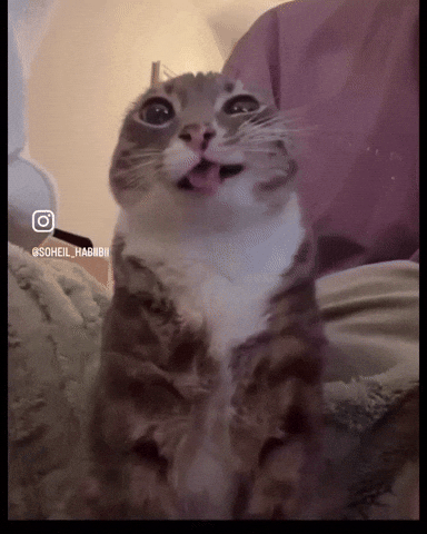 Cat Kitten GIF